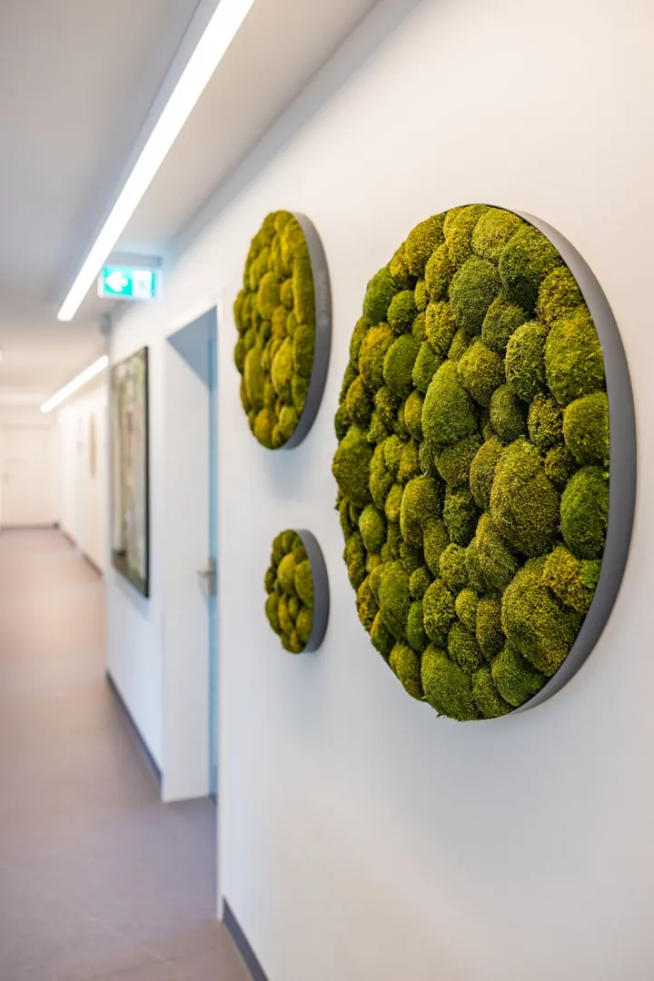 Heller Flur mit runden Moosbildern an der Wand